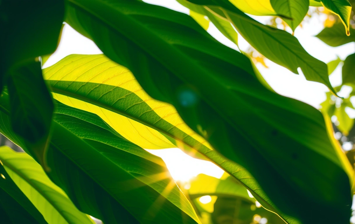 Gusta šumska vegetacija